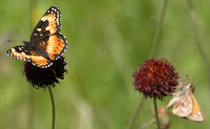 Bordered Patch Chlosyne lacinia aberrant patchbor02b (Internet Image property of respective owner, non-commercial use only)